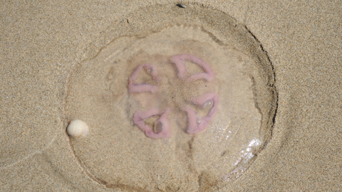 Moon Jellyfish The Wildlife Trusts