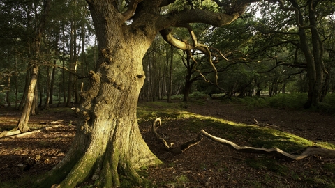 A photo taken underneath an ancient tree at a woodland in Dorset