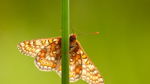 Marsh Frit Butterfly
