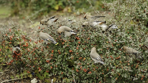 Waxwing feeding on Cotoneaster berries in supermarket car park