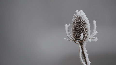 Teasel in frost