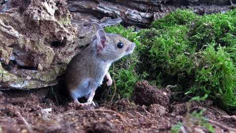 Wood mouse | The Wildlife Trusts