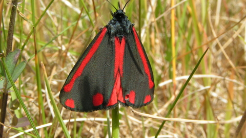 cinnabar