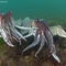 Cuttlefish