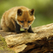 Red fox cub
