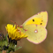 Clouded Yellow Butterfly