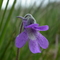 Common Butterwort