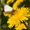 Green-veined White on Common Dandelion