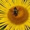 Patchwork Leaf-cutter Bee