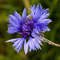 Cornflower
