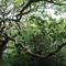 Marsland Oak, Devon - Gavin Black