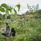 Children gardening 
