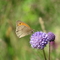 Butterfly on a devils-bit scabious plant