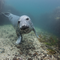 Grey seal