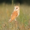 Barn owl