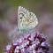 Chalk Hill Blue Butterfly Pewley Meadows
