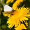 Green-veined white butterfly on dandelion