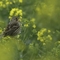Corn bunting (Milaria calandra) singing in oilseed rape crop at an arable farm in Hertfordshire. April 2011. - Chris Gomersall/2020VISION