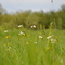 Flowers in grassland