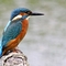 Kingfisher perched