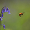 bumblebee