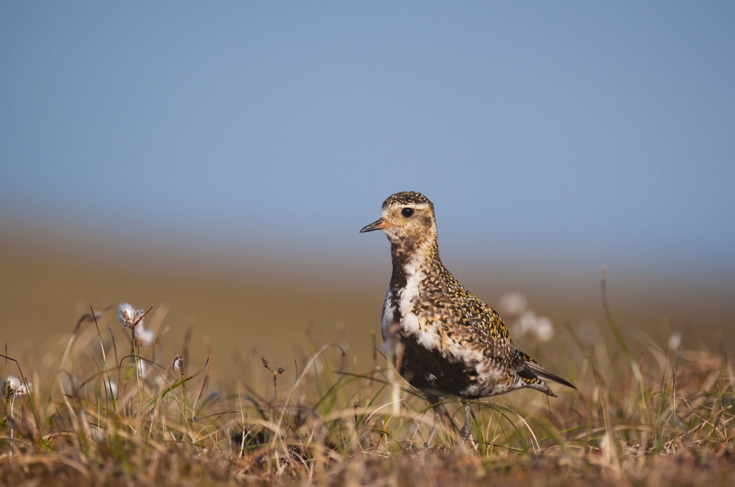 Golden Plover