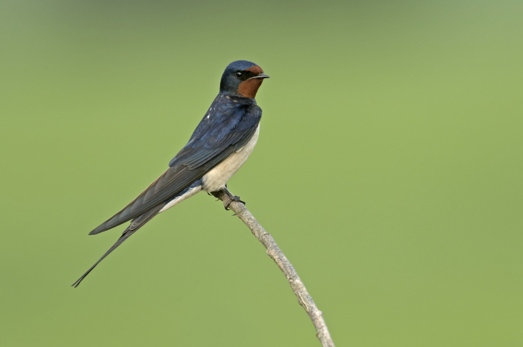 How to identify swifts, swallows, sand martins and house martins The