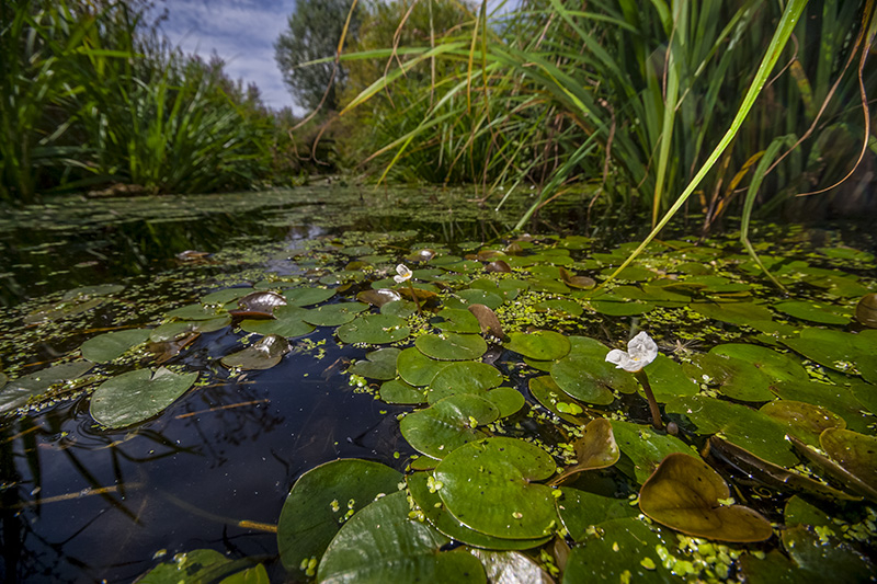 Restoring the Gwent Levels The Wildlife Trusts