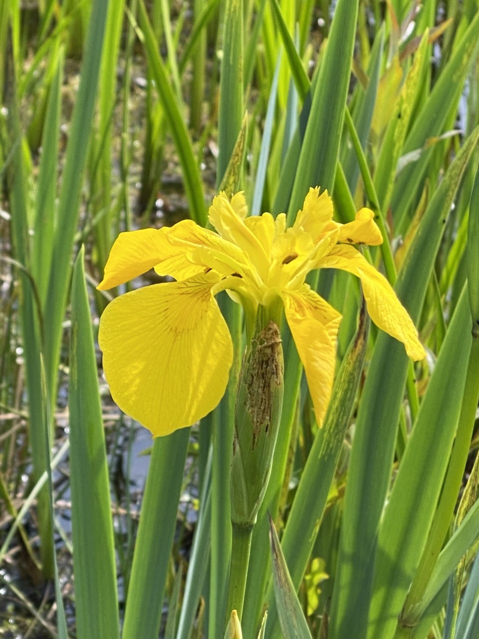 Yellow iris The Wildlife Trusts
