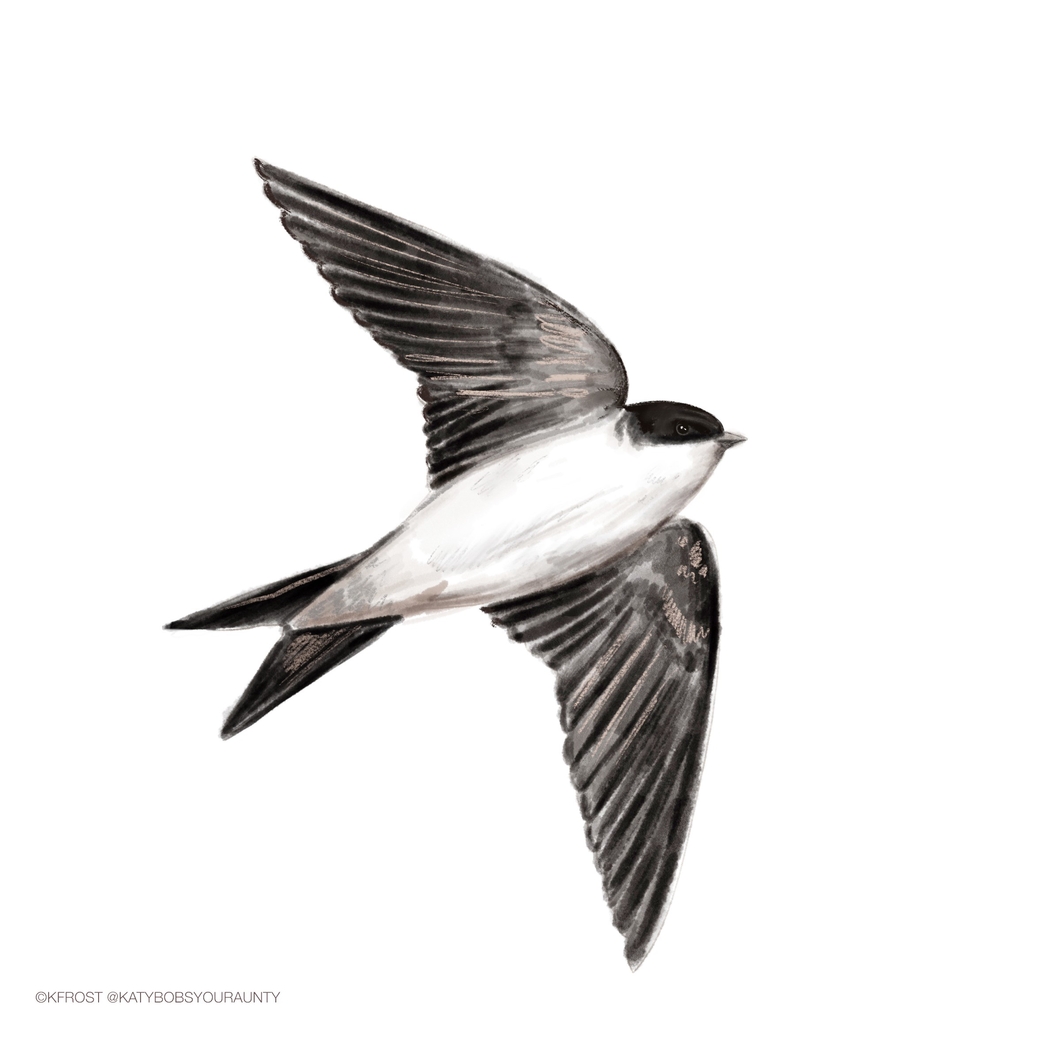 How to identify swifts, swallows, sand martins and house martins The