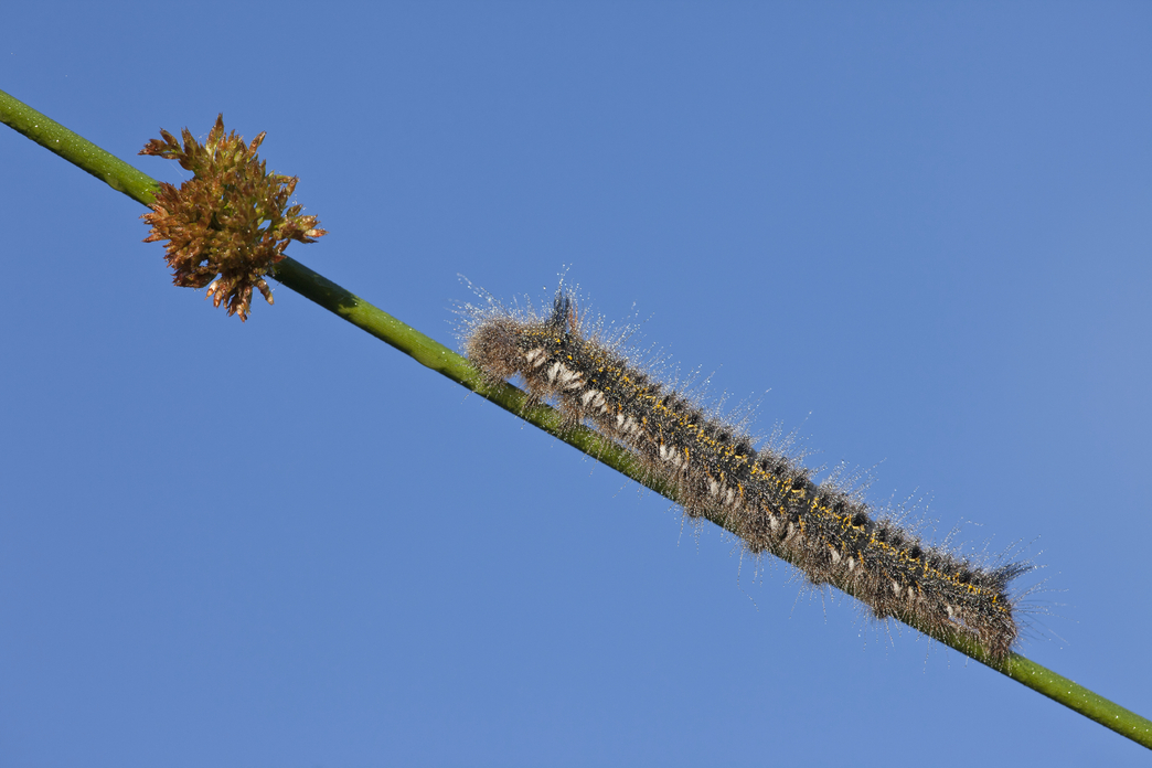 Identify caterpillars The Wildlife Trusts