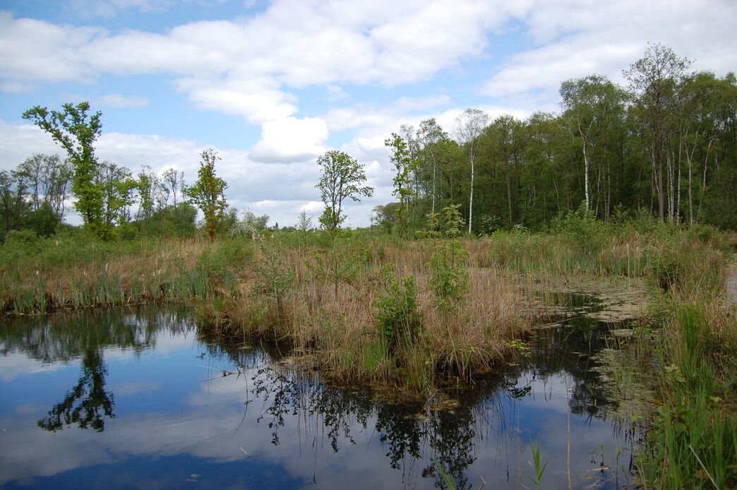 Bog saviour awarded prestigious medal in UK first | The Wildlife Trusts