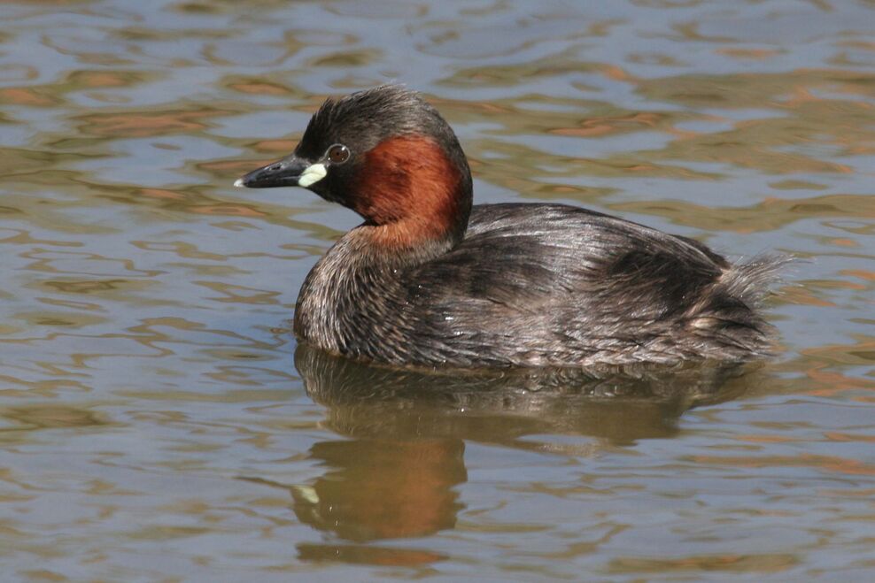 Where to see grebes | The Wildlife Trusts