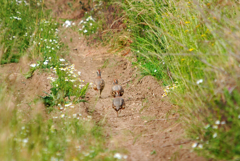 Twelve birds of Christmas | The Wildlife Trusts