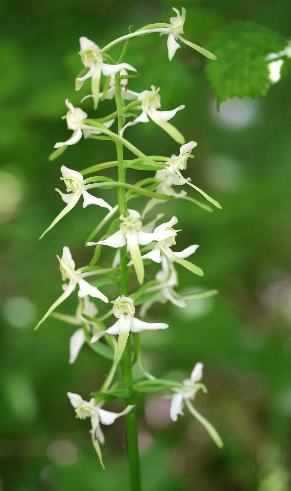 orchids the wildlife trusts