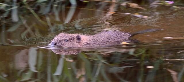 Where to see beavers | The Wildlife Trusts