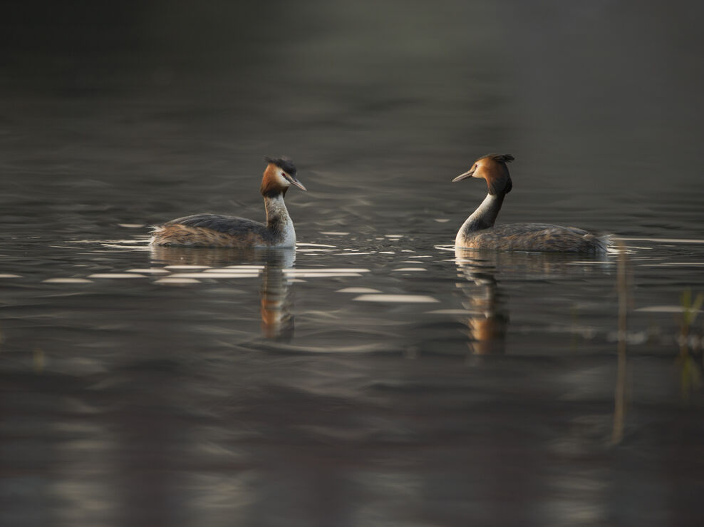 Col Grebe Where to see grebes | The Wildlife Trusts
