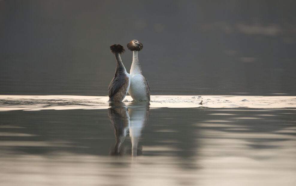 Col Grebe Where to see grebes | The Wildlife Trusts