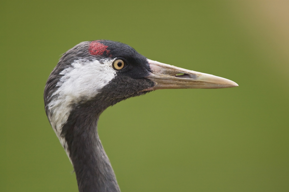 Where to see common cranes The Wildlife Trusts