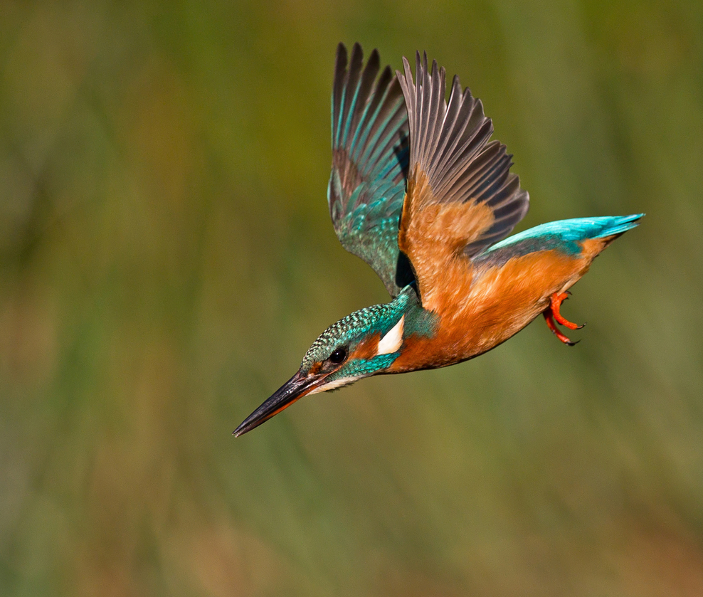 Kingfishers The Wildlife Trusts