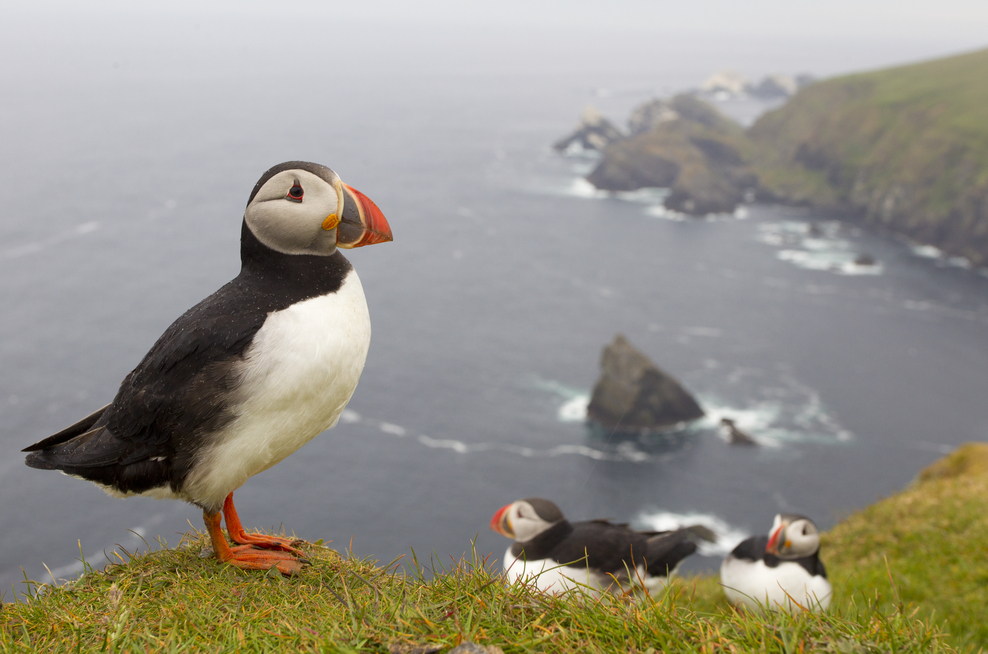 Where to see puffins The Wildlife Trusts