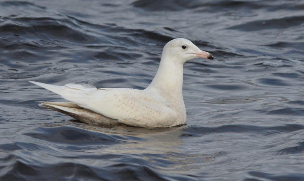 Gull roosts The Wildlife Trusts