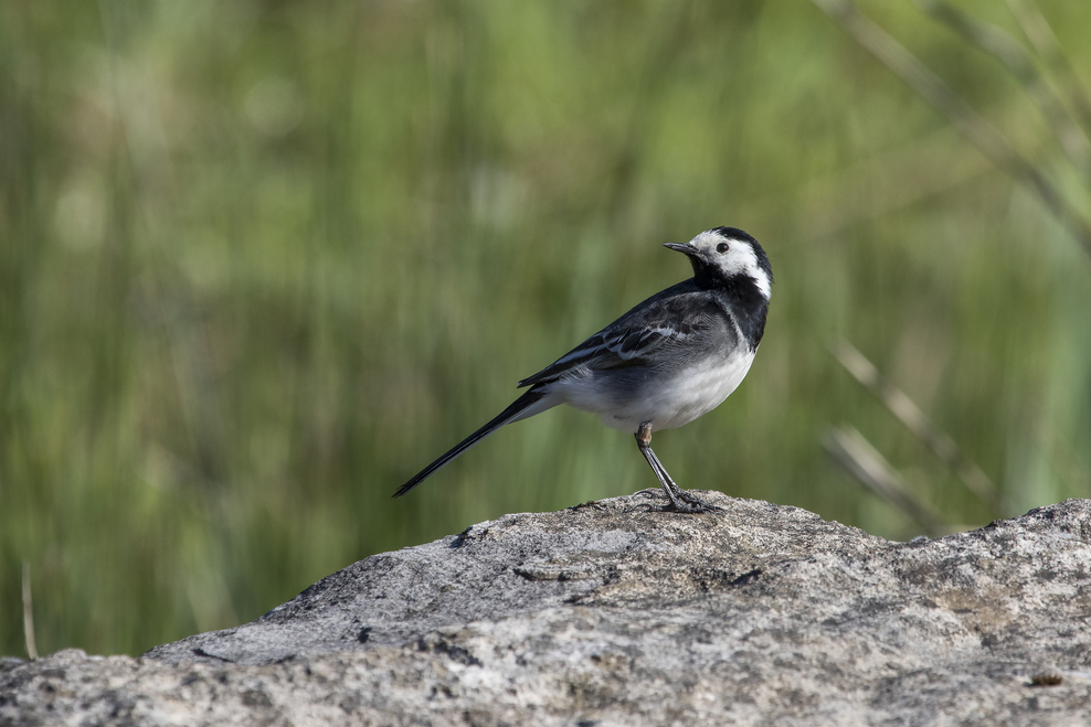 Wagtails | The Wildlife Trusts