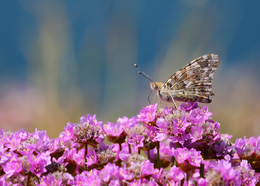 Identify British butterflies | The Wildlife Trusts