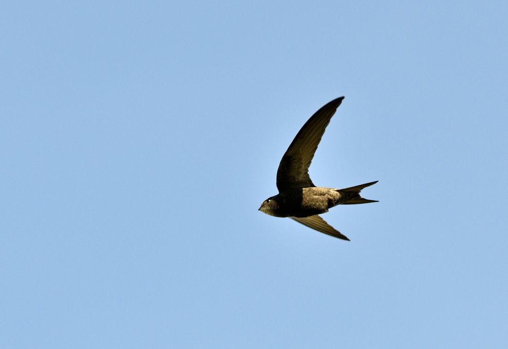 How to identify swifts, swallows, sand martins and house martins The
