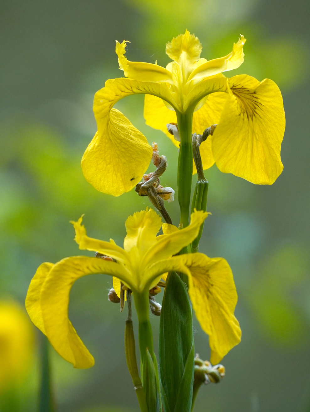 Yellow iris The Wildlife Trusts
