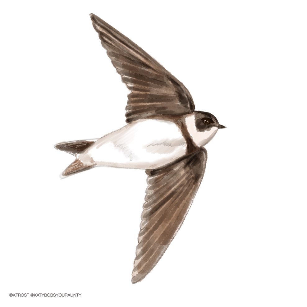 How to identify swifts, swallows, sand martins and house martins The