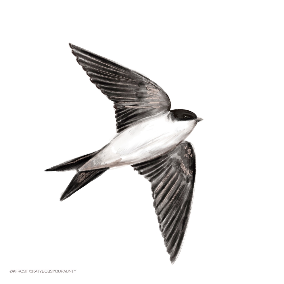 How to identify swifts, swallows, sand martins and house martins The Wildlife Trusts