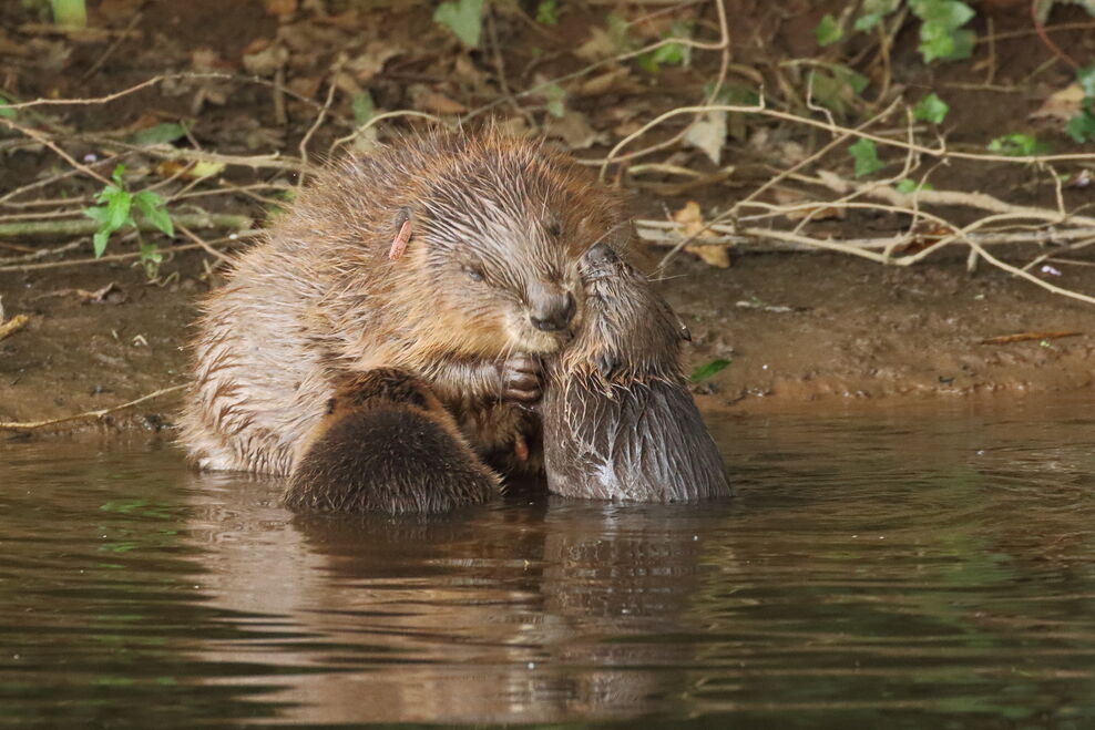 Beavers | The Wildlife Trusts