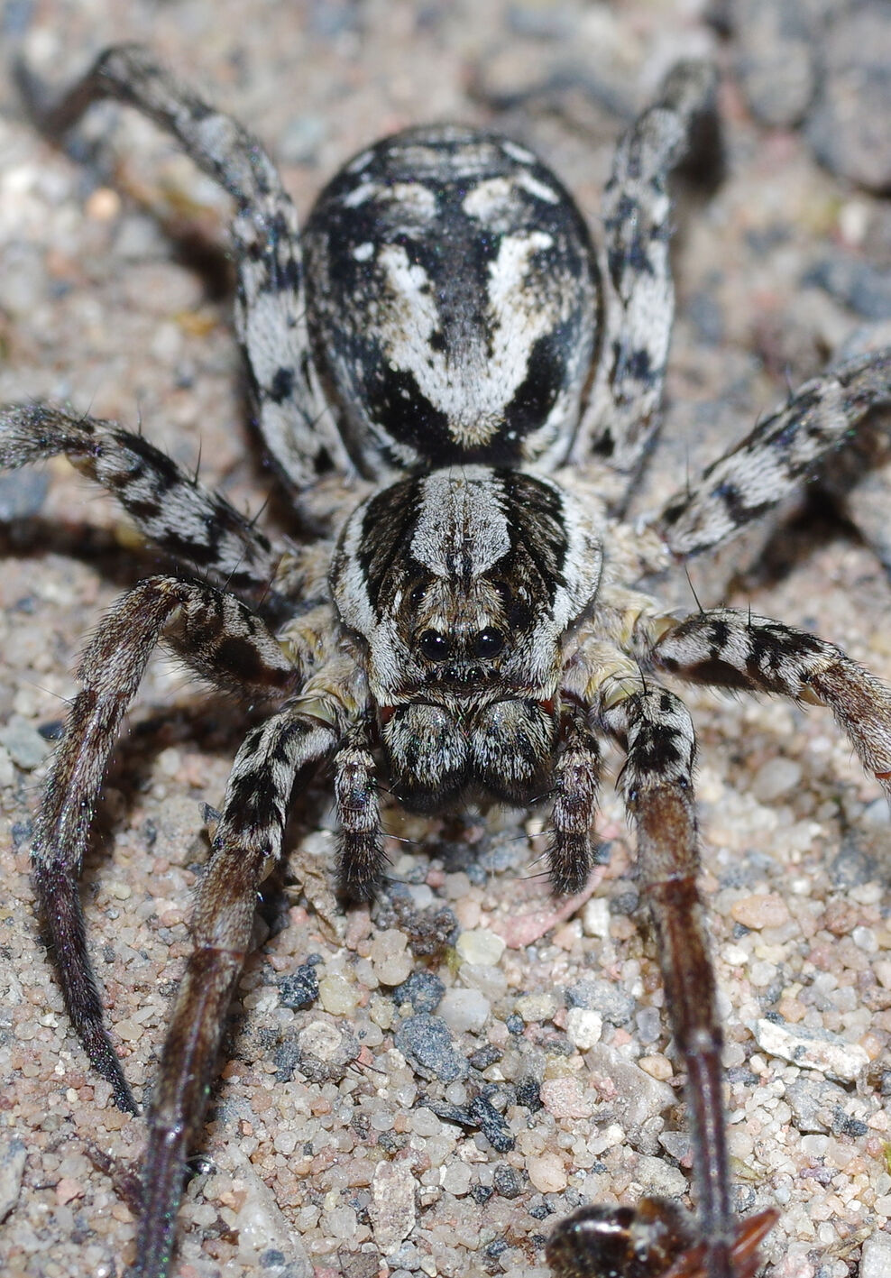 Spiders of the quantum realm… | The Wildlife Trusts